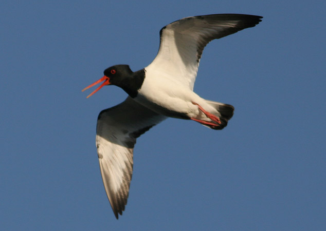 kajak07 294