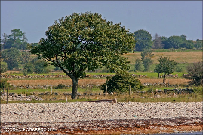 gotland07-1007c