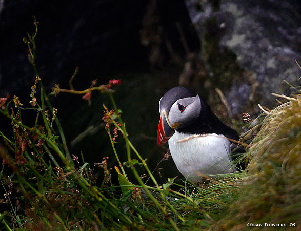 Fratercula arctica, Atlantic Puffin 