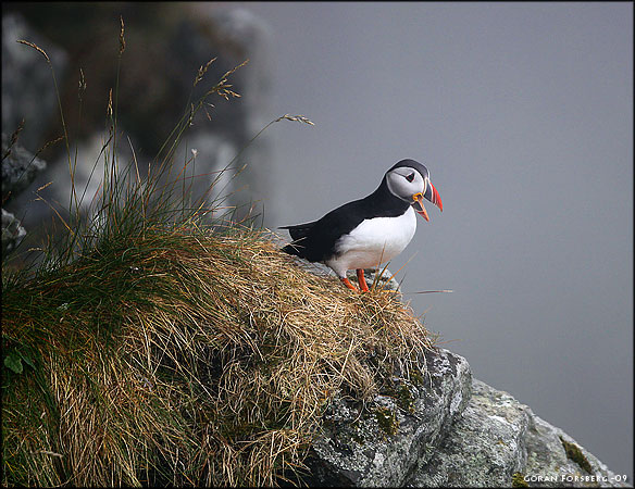 Fratercula arctica, Atlantic Puffin 