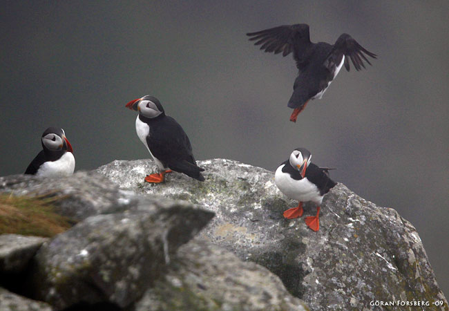 Fratercula arctica, Atlantic Puffin 