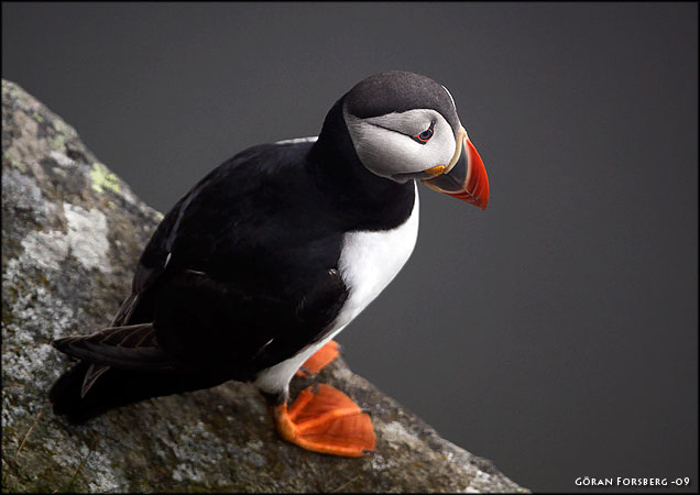 Fratercula arctica, Atlantic Puffin 