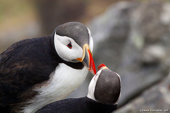 Fratercula arctica, Atlantic Puffin 