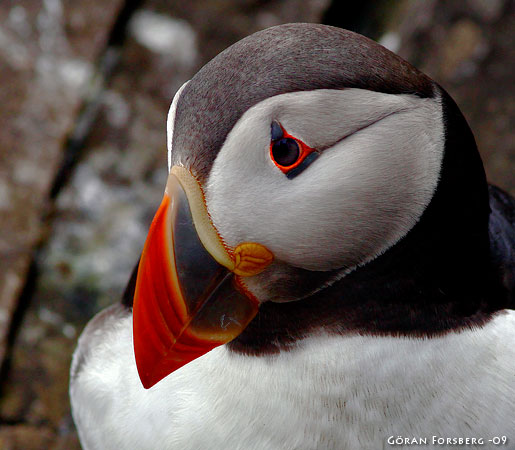 Fratercula arctica, Atlantic Puffin 