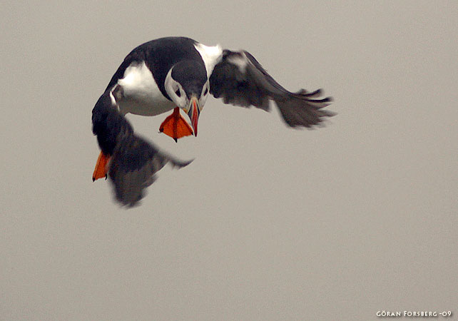 Fratercula arctica, Atlantic Puffin 