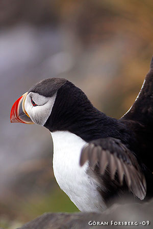 Fratercula arctica, Atlantic Puffin 